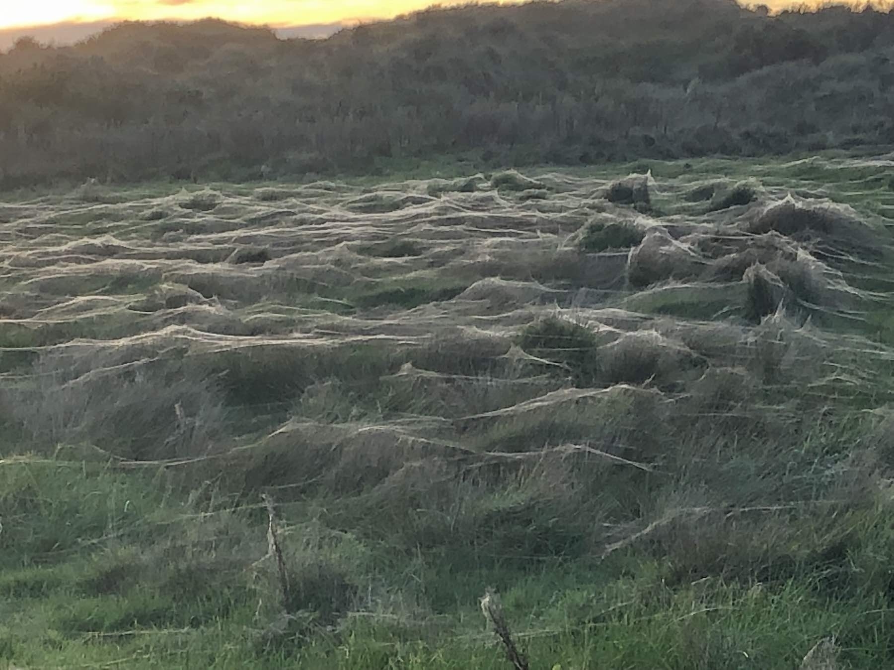 Spider webs blanket a paddock. 