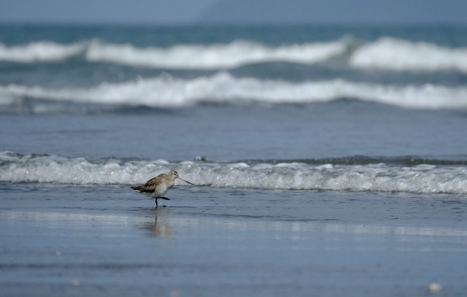 Medium sized long-billed bird walks on wet sand at the beach while a small wave breaks nearby. 