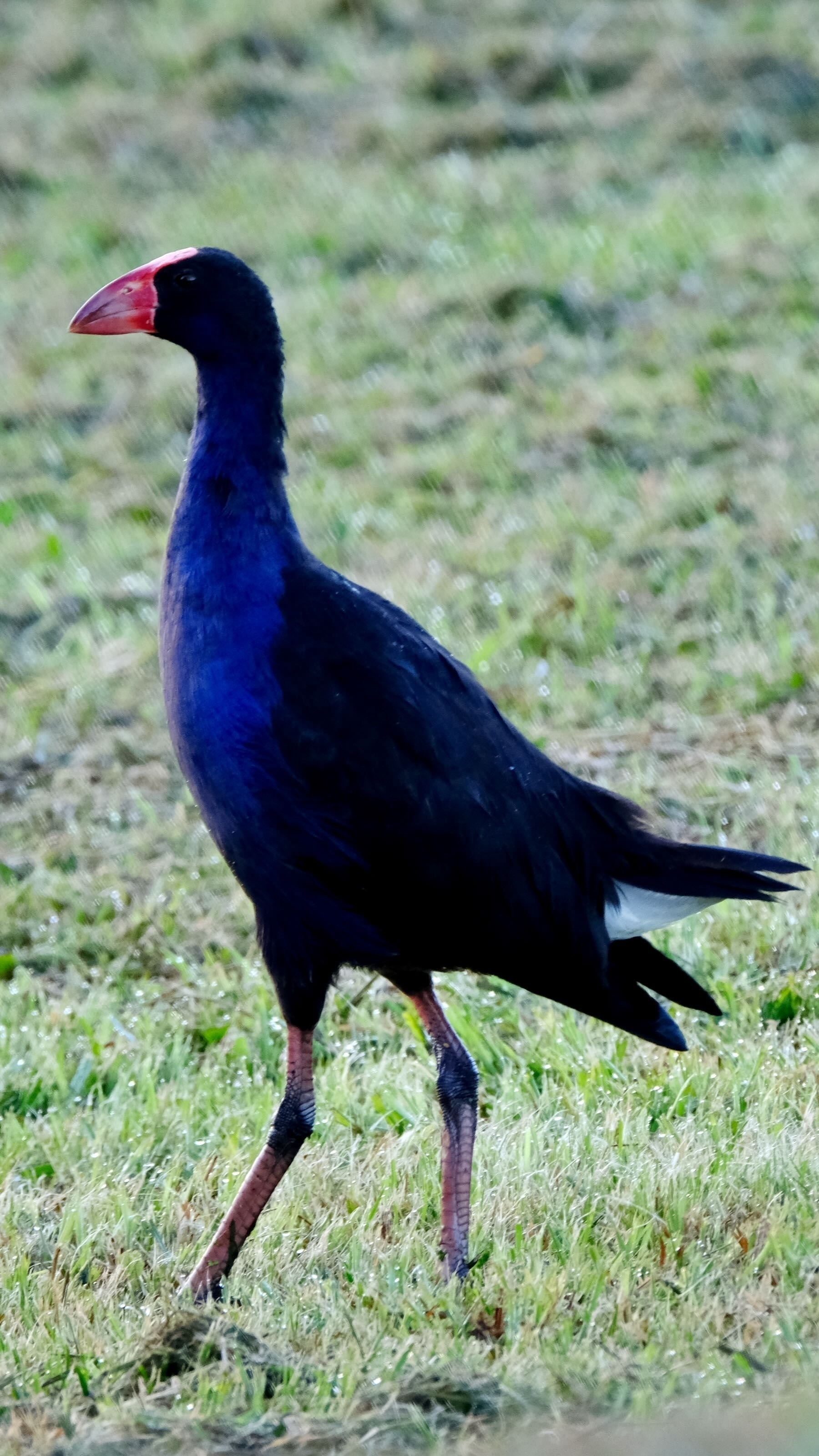 Striking large blue bird with red beak, walking on grass. 