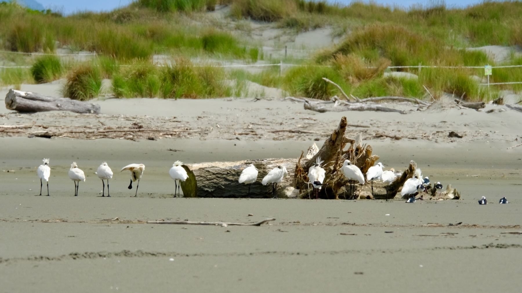 Flock of spoonbills sheltering behind driftwood - includes some Stilts. 