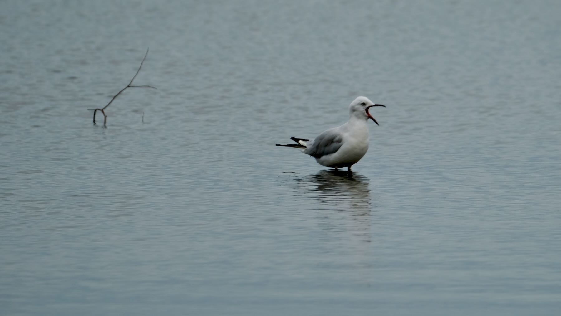 Gull in the estuary with beak wide open. 