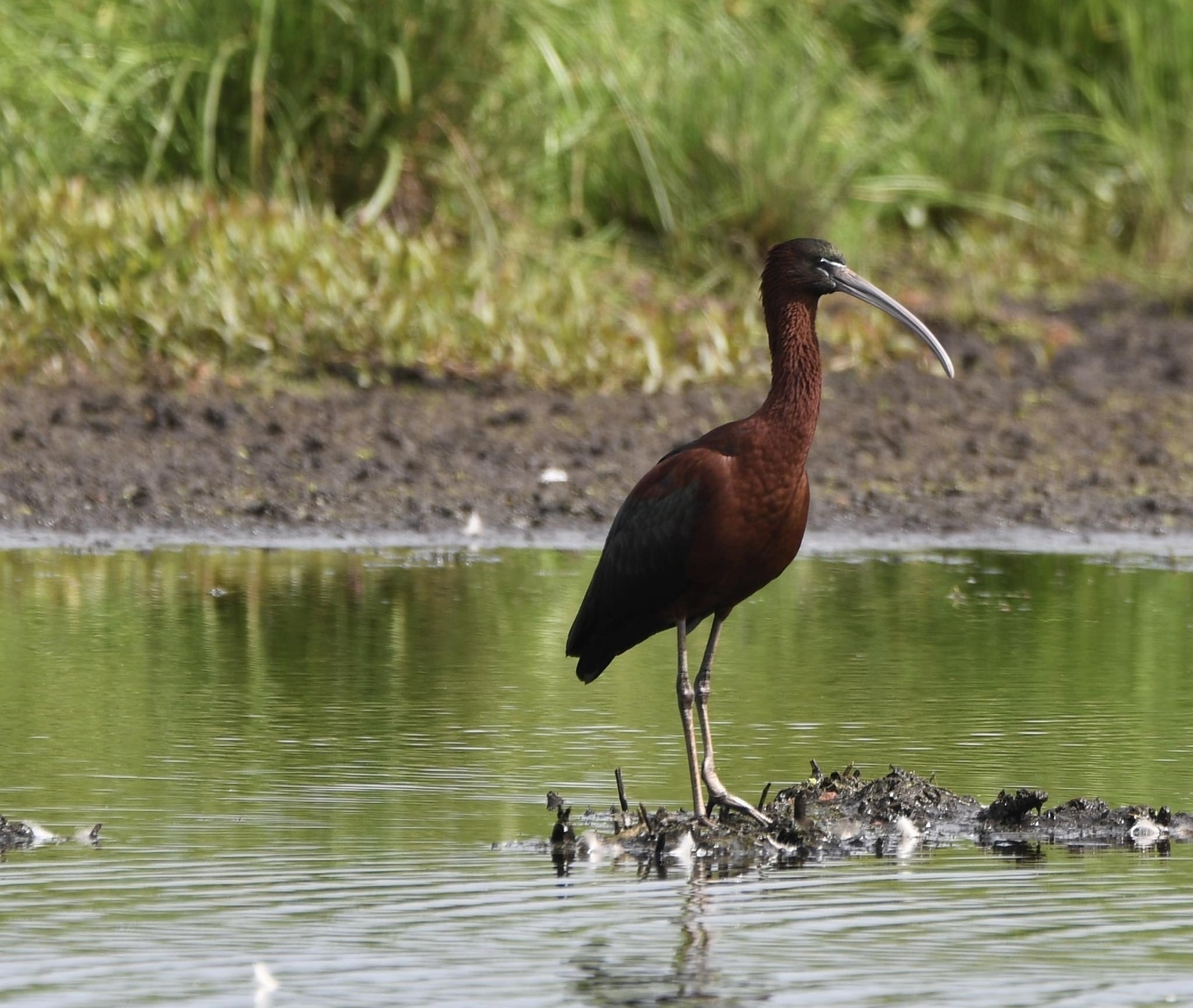 Glossy Ibis on the lake. Photo by Kezna Cameron and used with permission. 