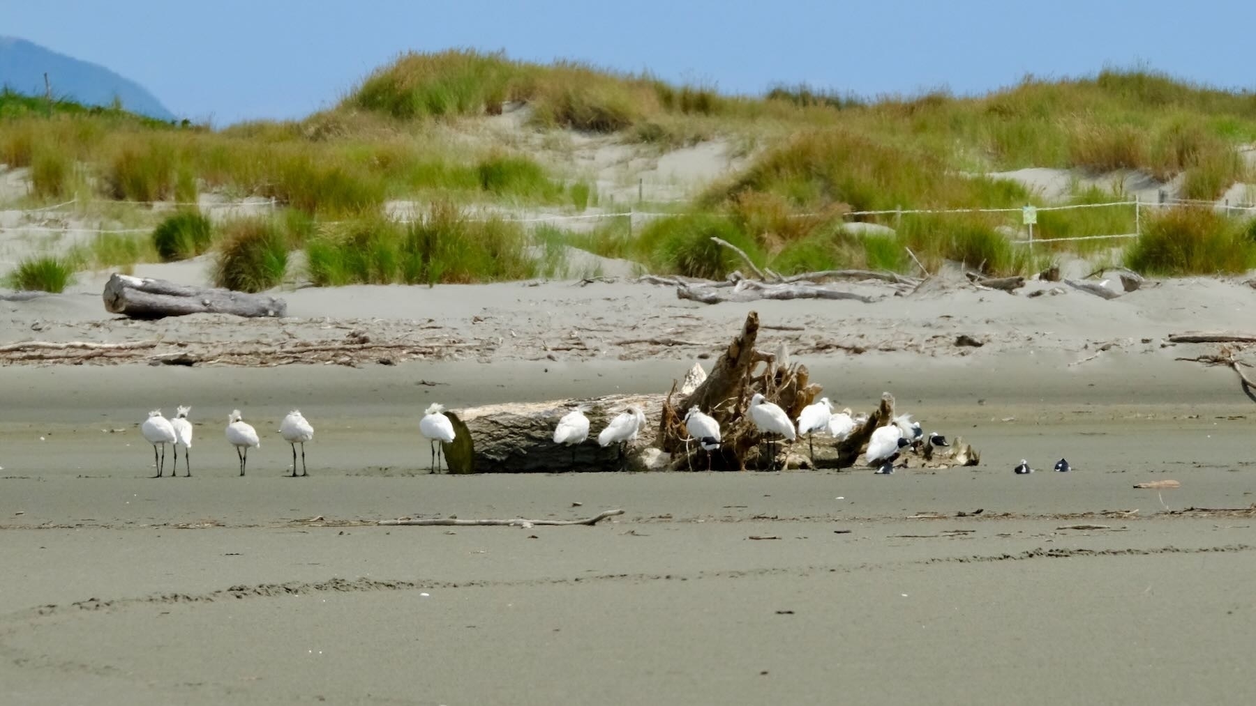 Flock of spoonbills sheltering behind driftwood - more distant view. 