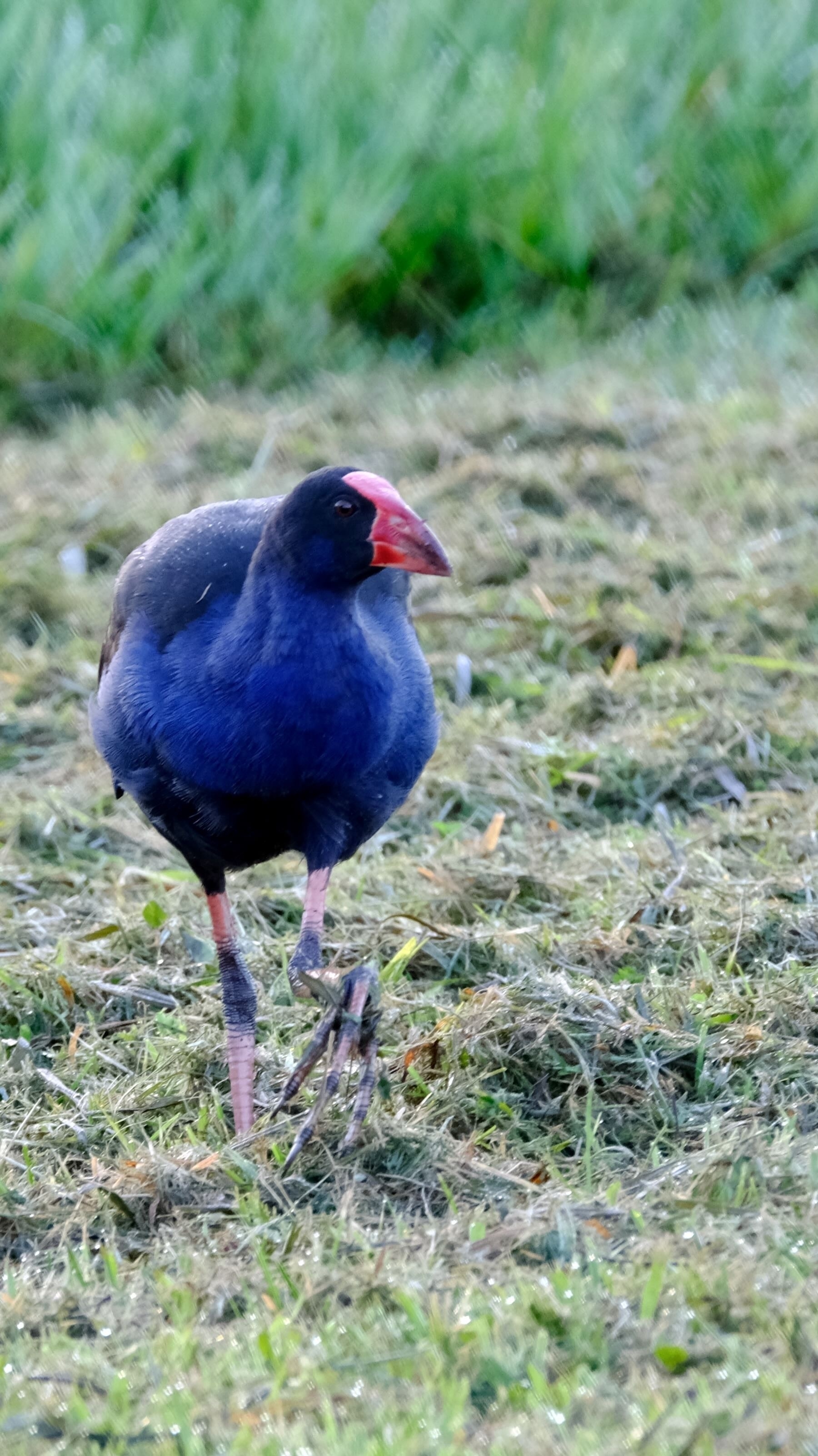 Large bird with vibrant blue body, black wings and red frontal shield standing on grass. 