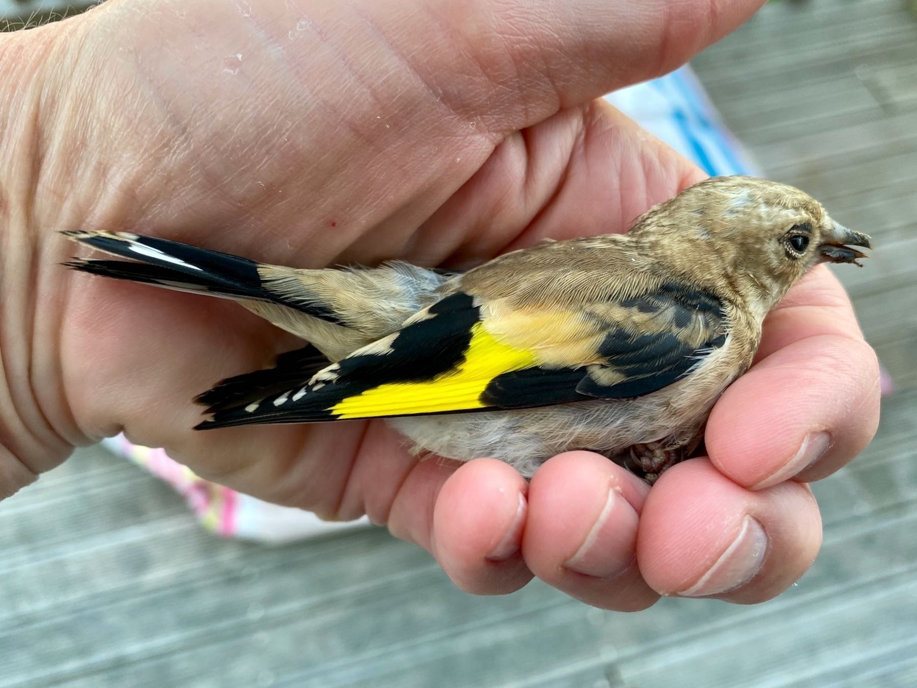 Small stunned bird in hand, with bright yellow wingbars. 