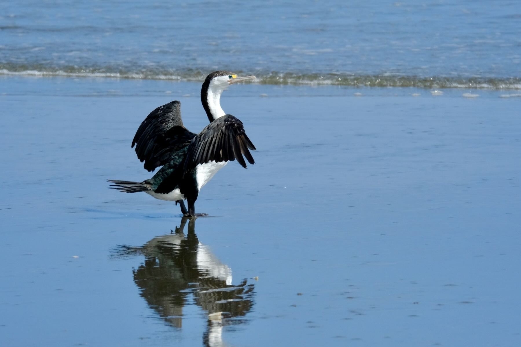 Large black and white shag with wings stretched, on wet sand. 
