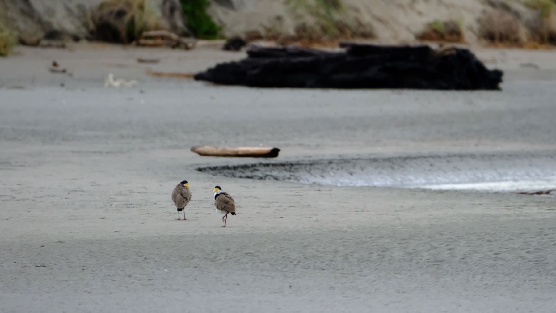 Two Spur winged plovers on sand, looking ruffled.