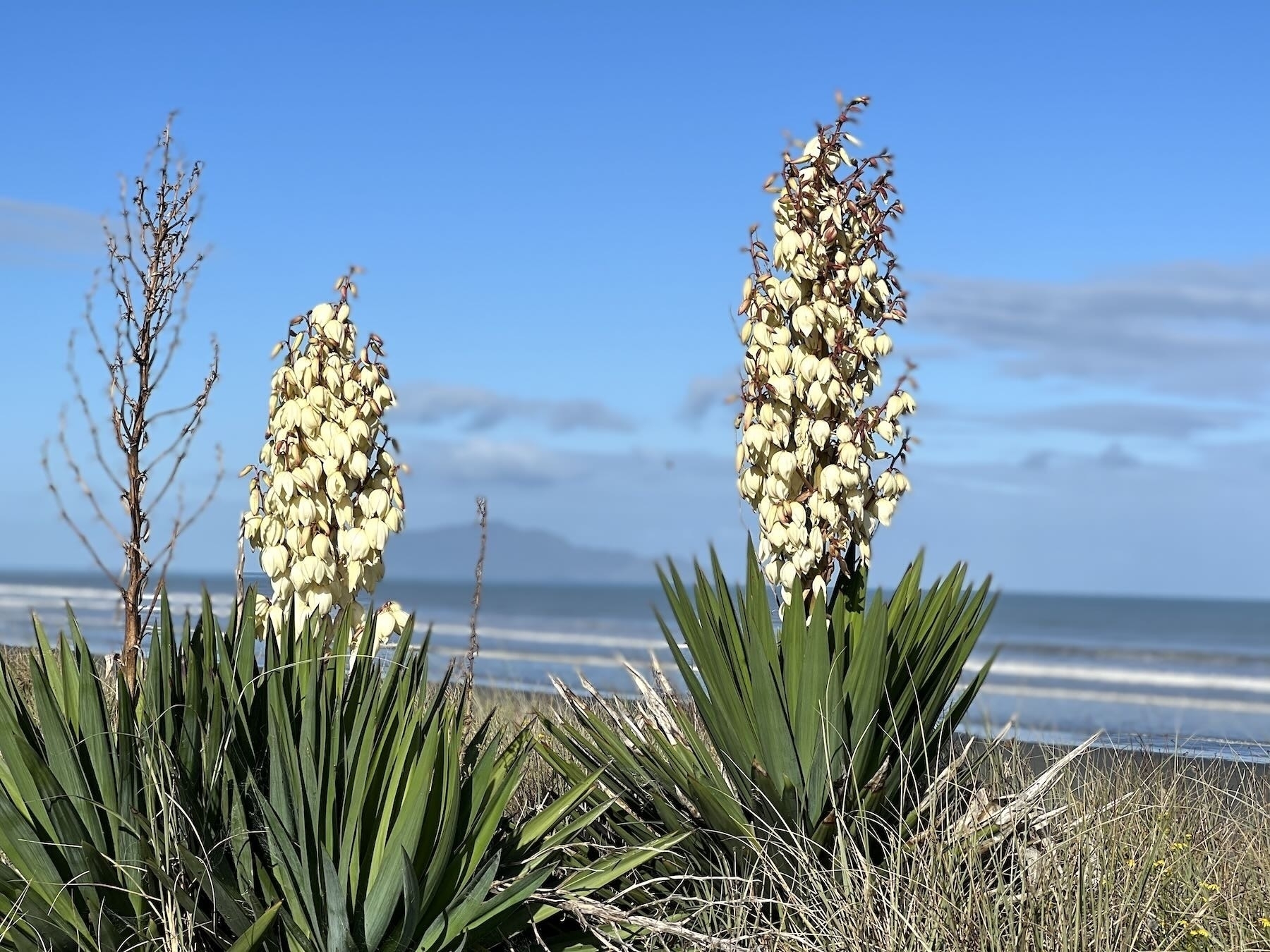 Yucca flowering in the dunes — closer. 