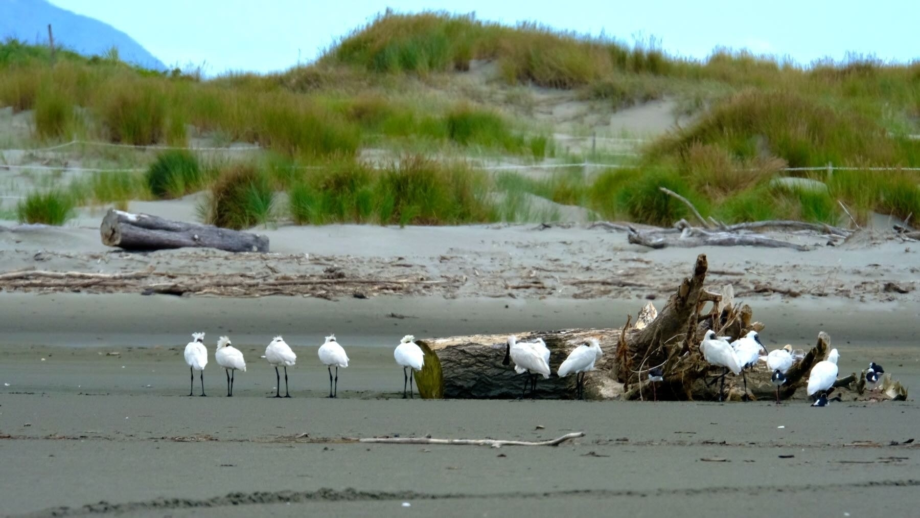 Large white birds behind or beside a large piece of driftwood. 