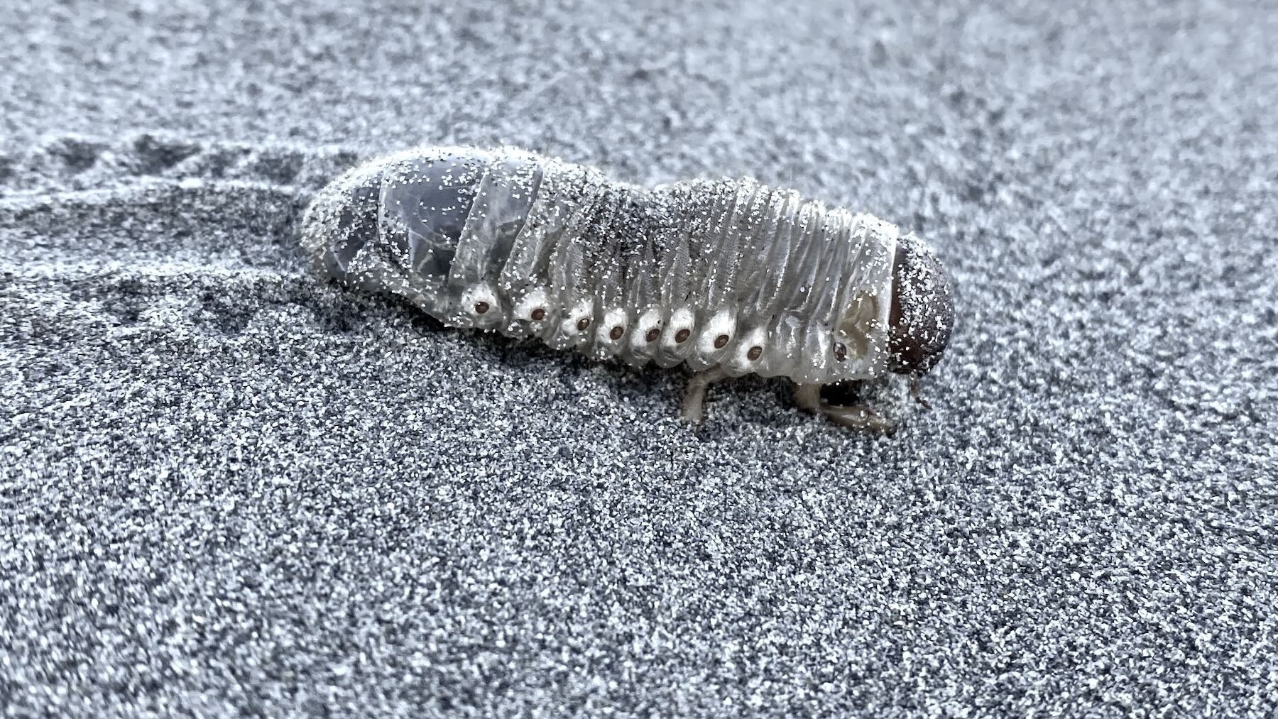 Sand scarab larva with its many legs. 