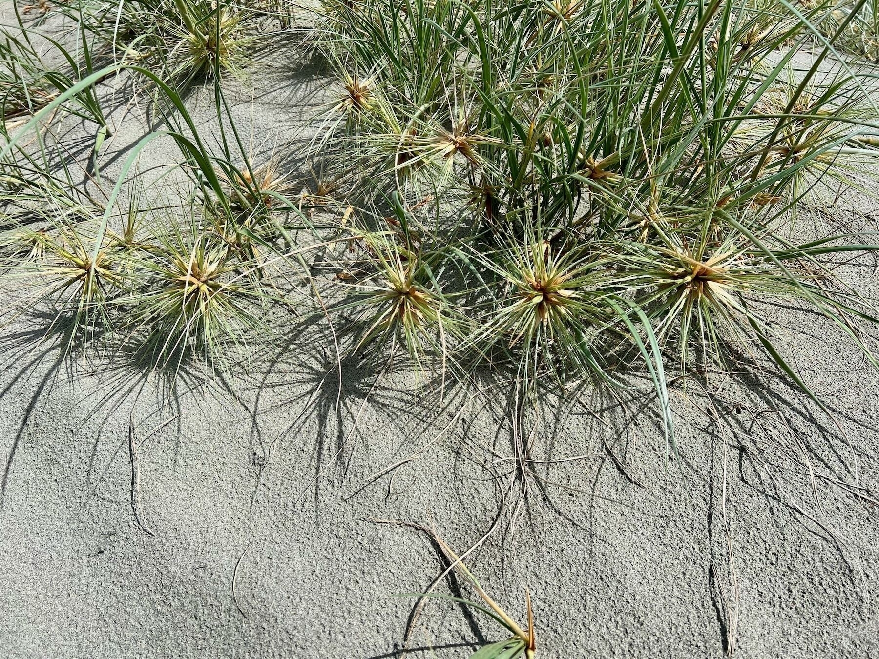 A line of seedheads on a runner.
