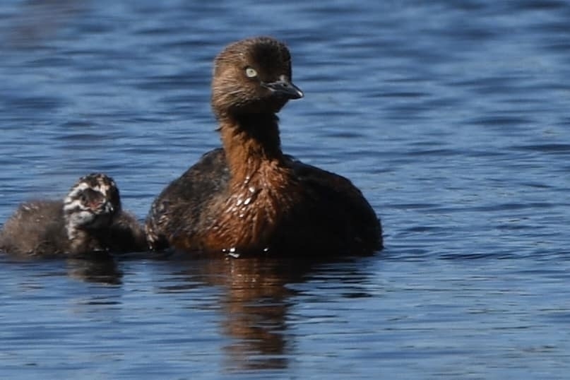 Weweia | Dabchick and chick on the pond. 