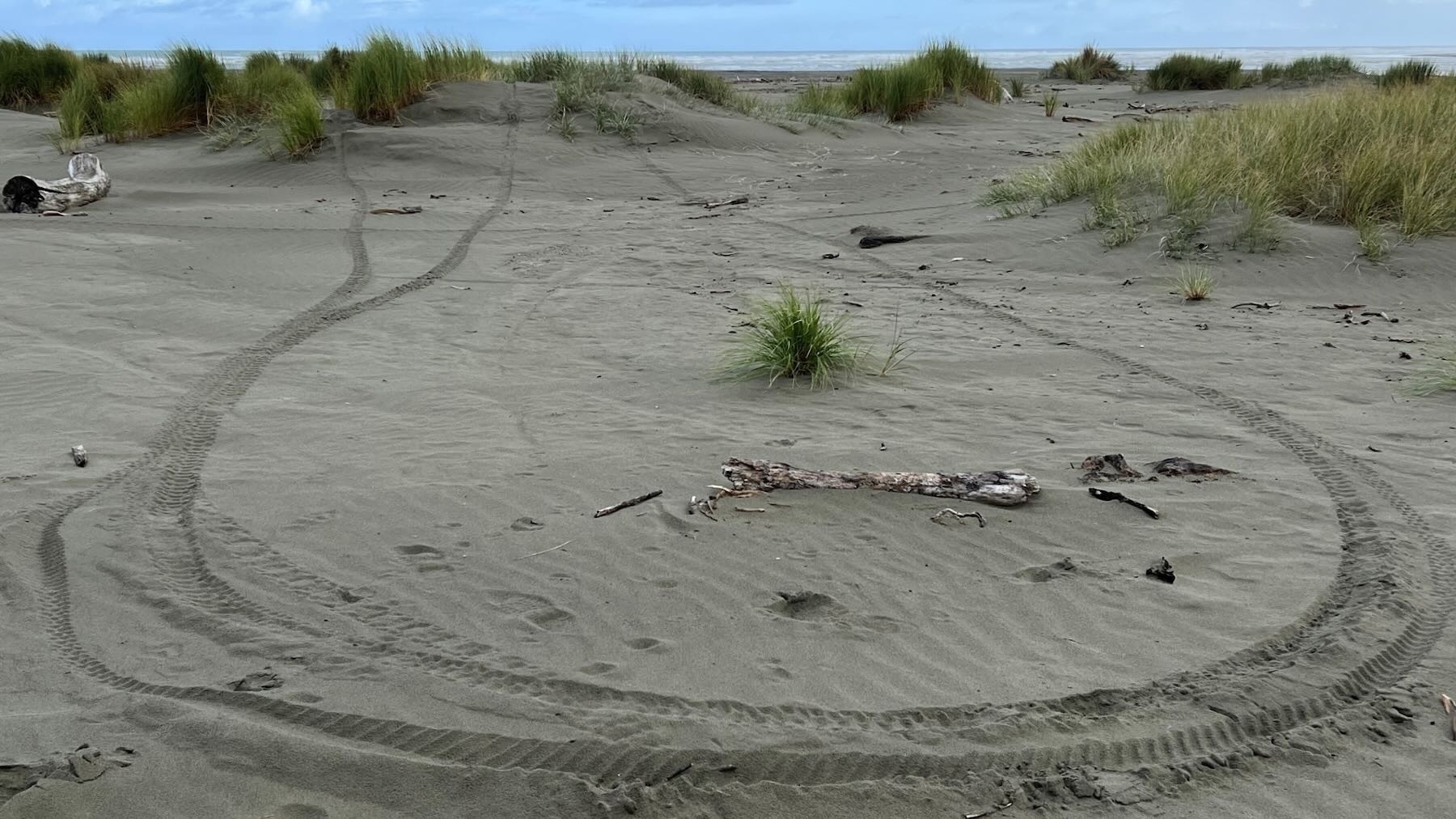 Waikawa Beach, 02 April 2023, some of the many fresh vehicle tracks through the incipient dunes and bird nesting areas. (When in season).