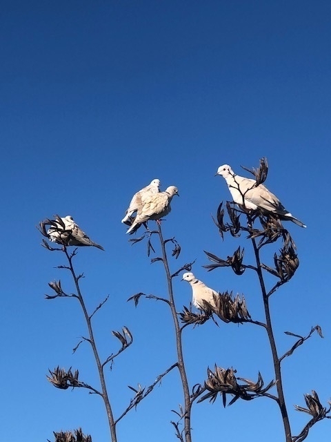 A group of doves in a flax bush. 