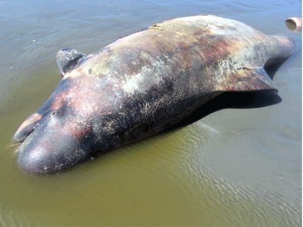 Dead pilot whale, photographer unknown. 
