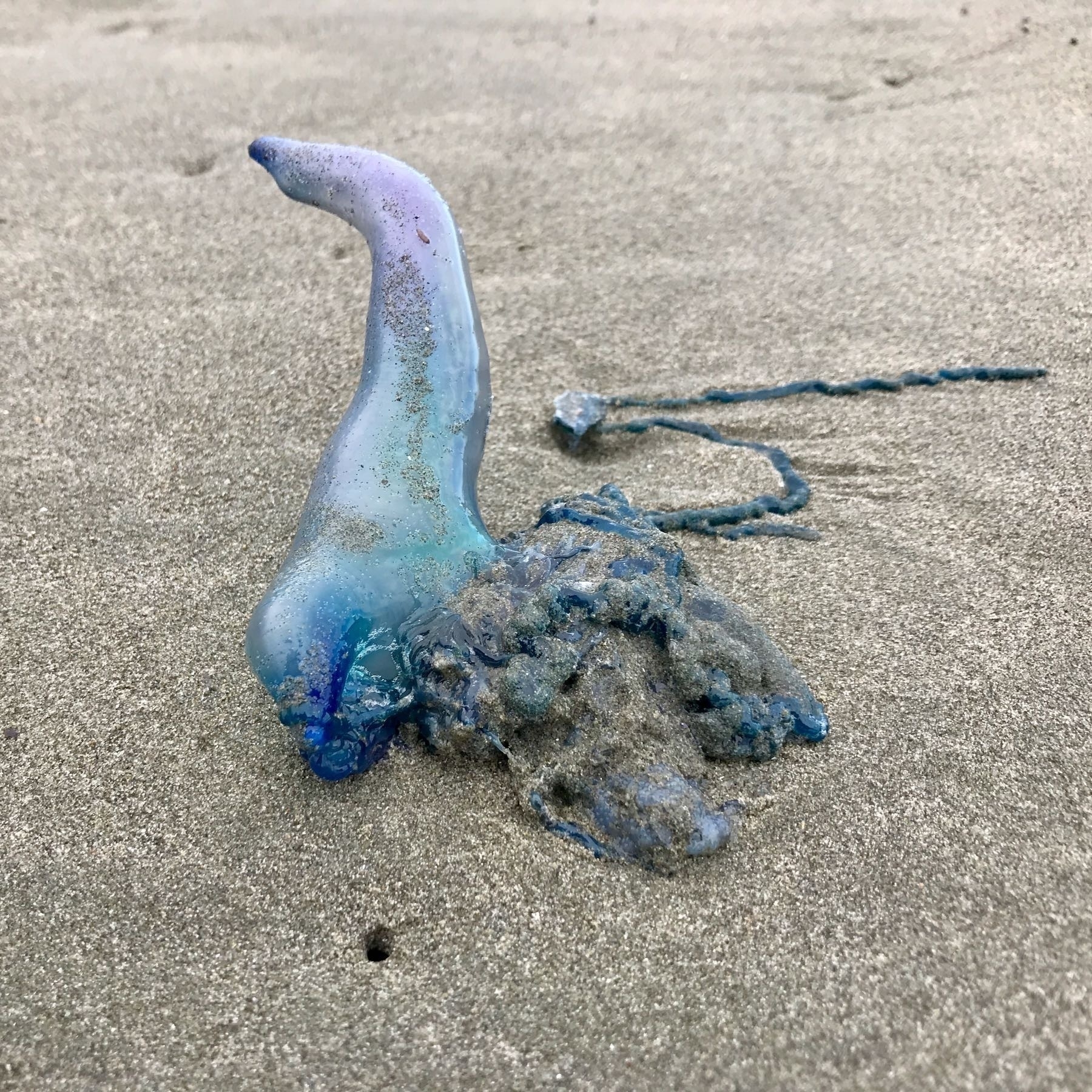 BluebottleTransparent blue almost finger shaped object on the sand. 