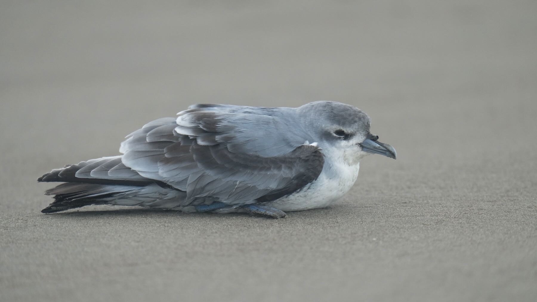 Small bird with blue-grey wings, white chest, chunk blue bill, sitting on the sand. 