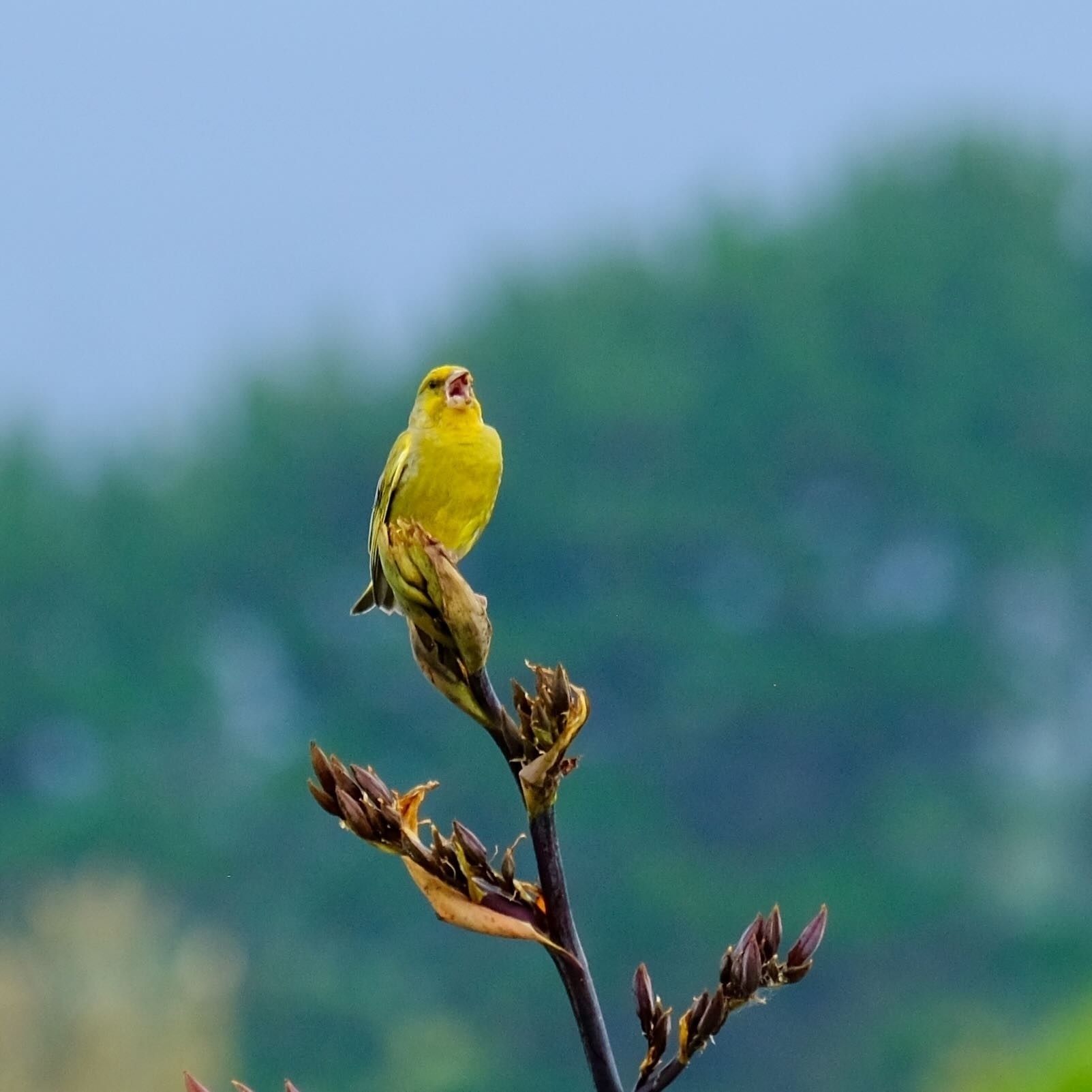 Small yellow bird, singing, on a flax spear.