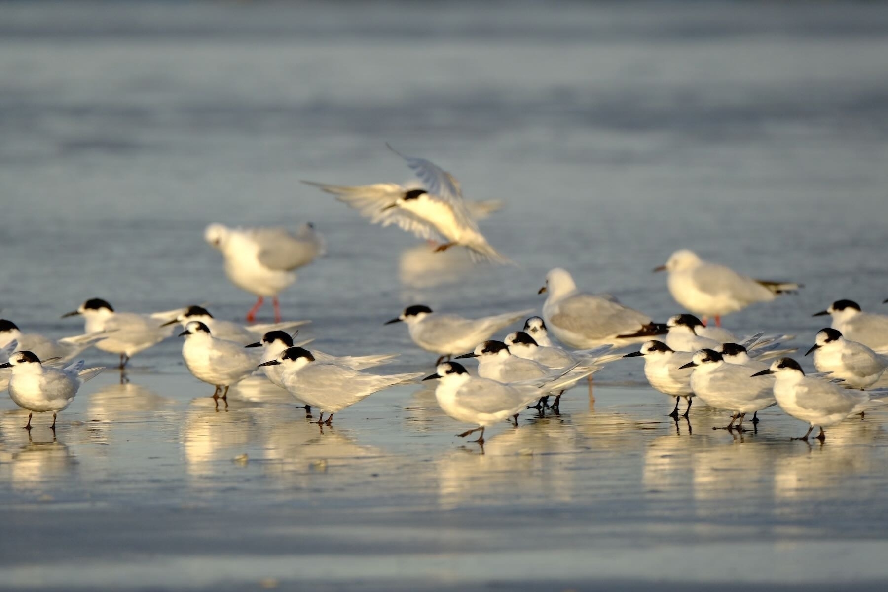 A flock of White fronted terns sitting on damp sand. 