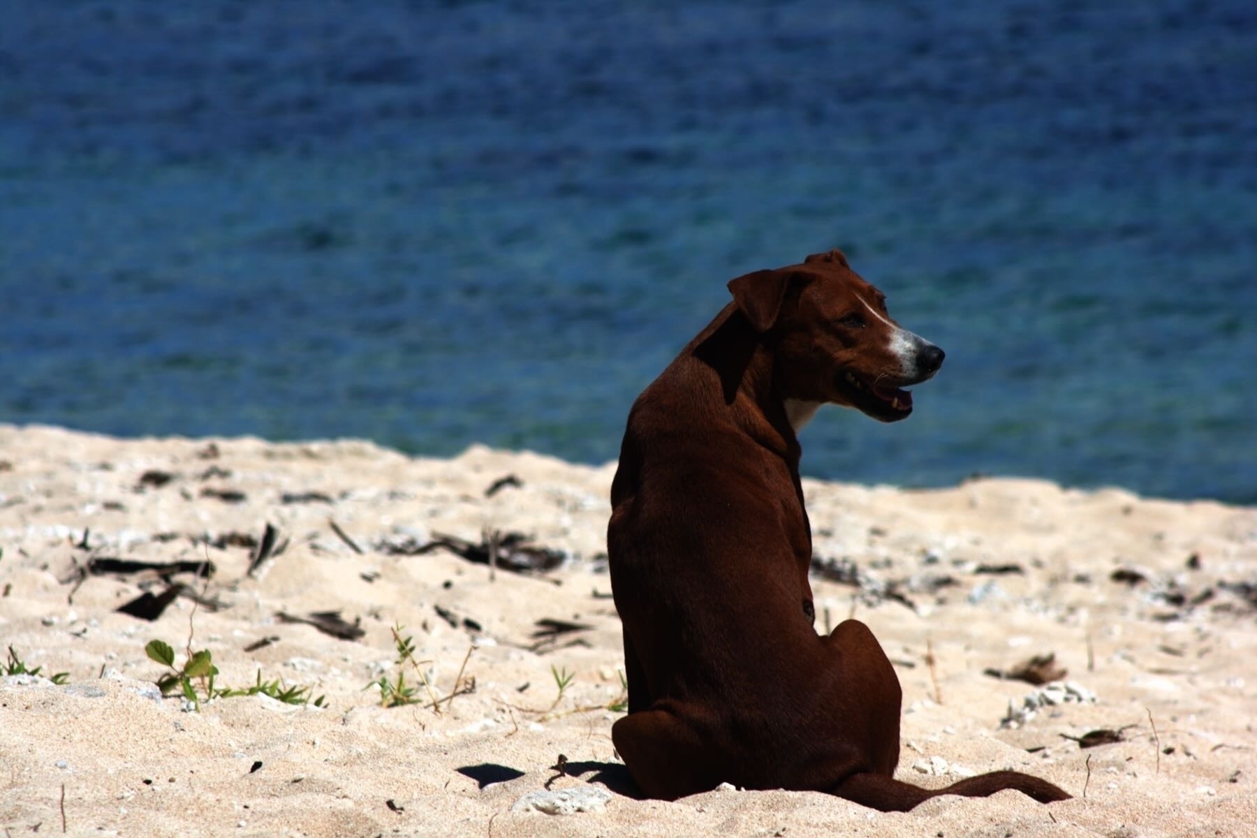 Medium sized brown dog sitting on a beach. 