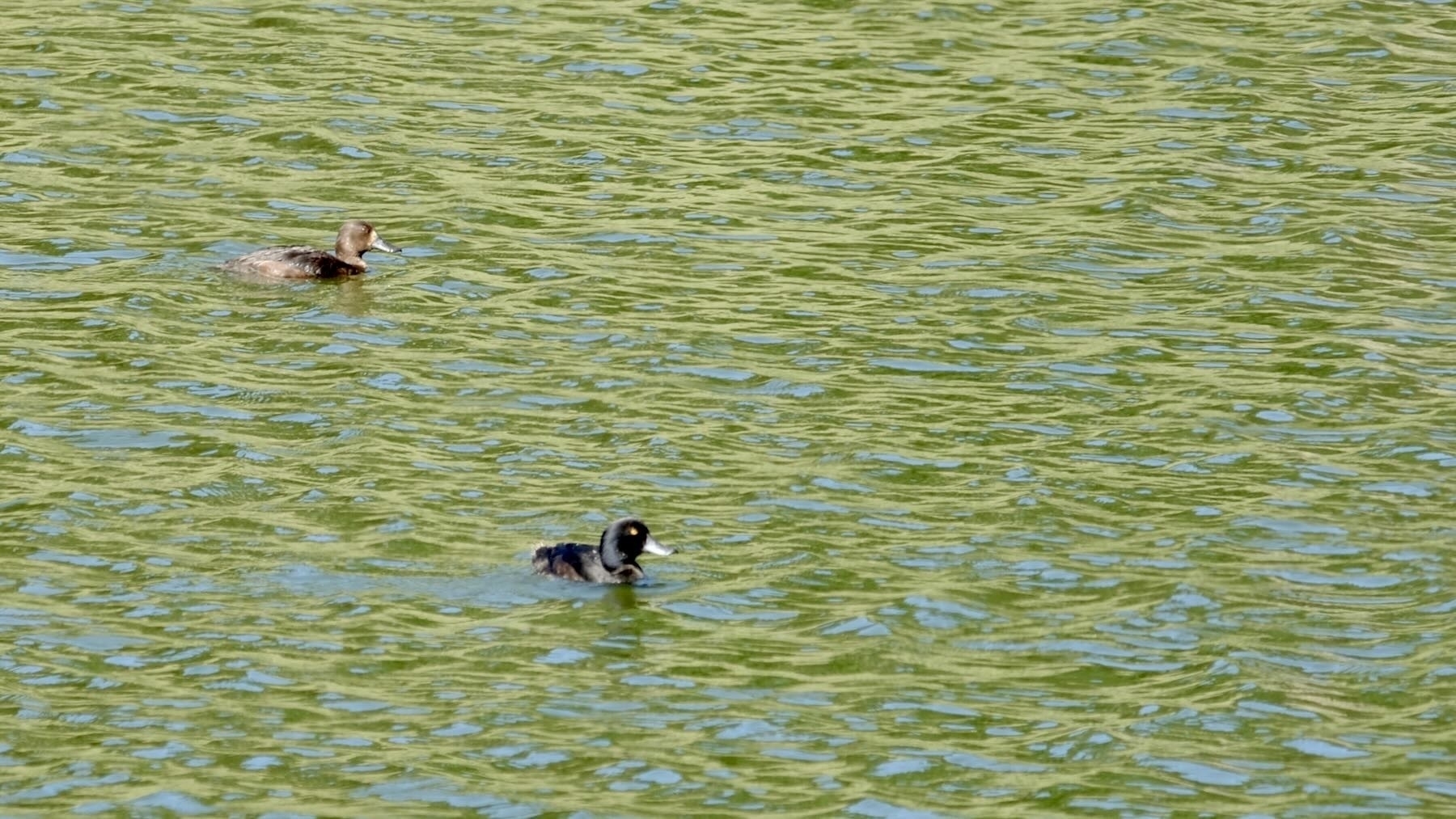 Two small water birds, one with dark head, blue bill and yellow eye. 