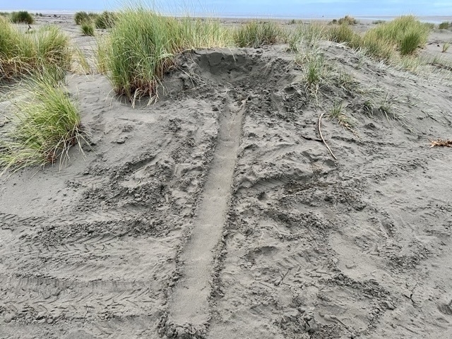 The top of a small dune has been collapsed; a single tire track leads away from the hole. 