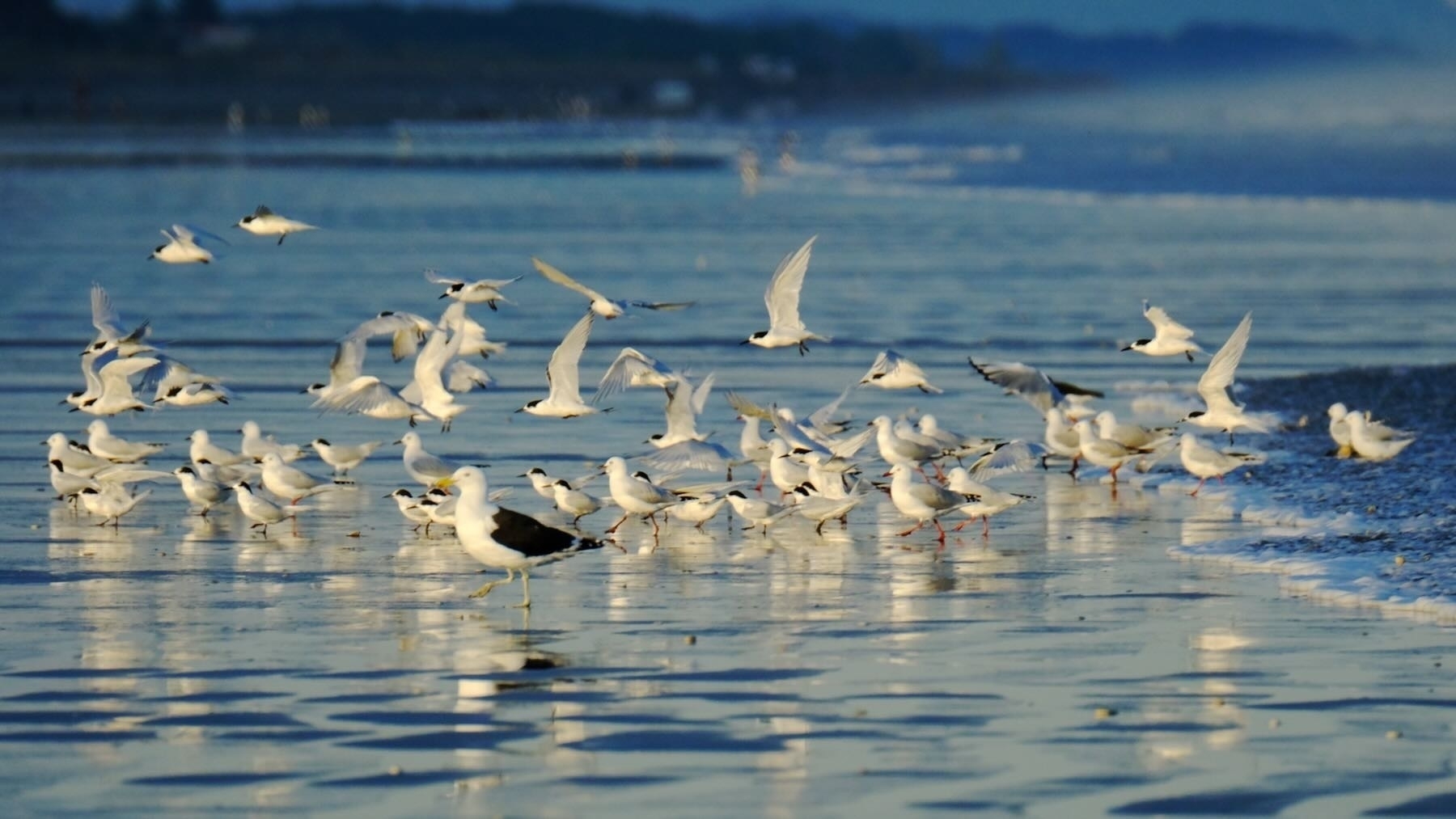 A flock of terns, some in flight, along with a Black-backed gull and some Red-billed gulls. 