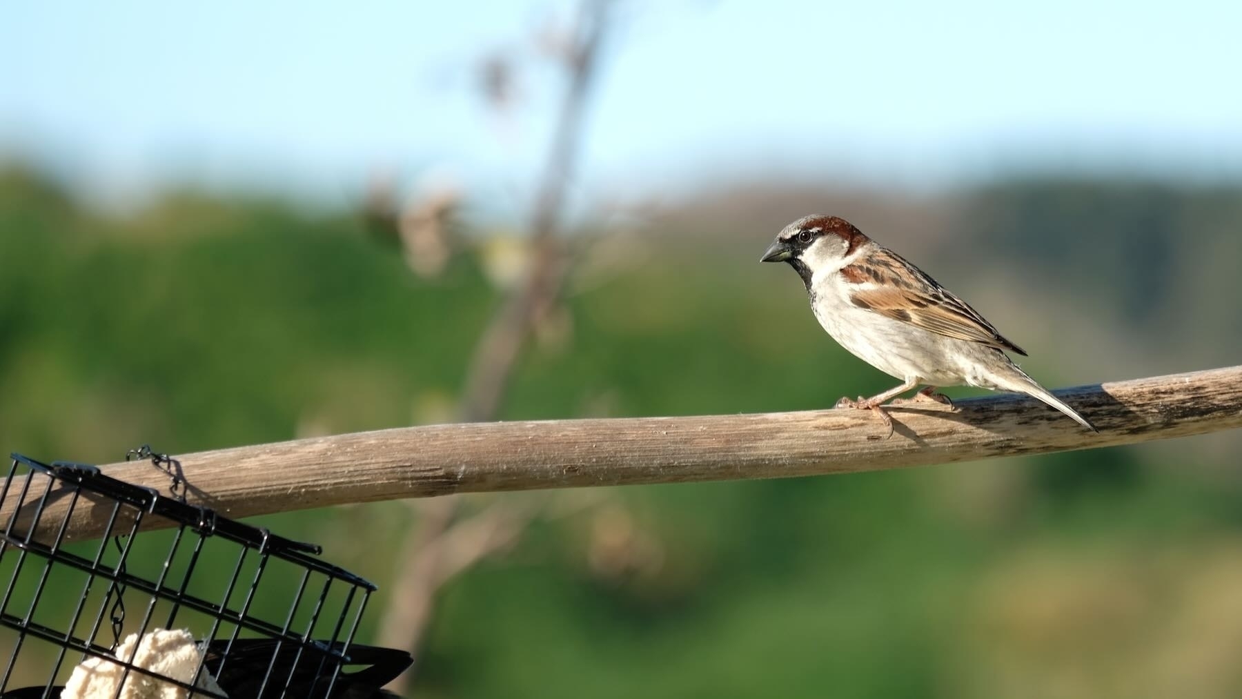Sparrow on a horizontal flax spear. 