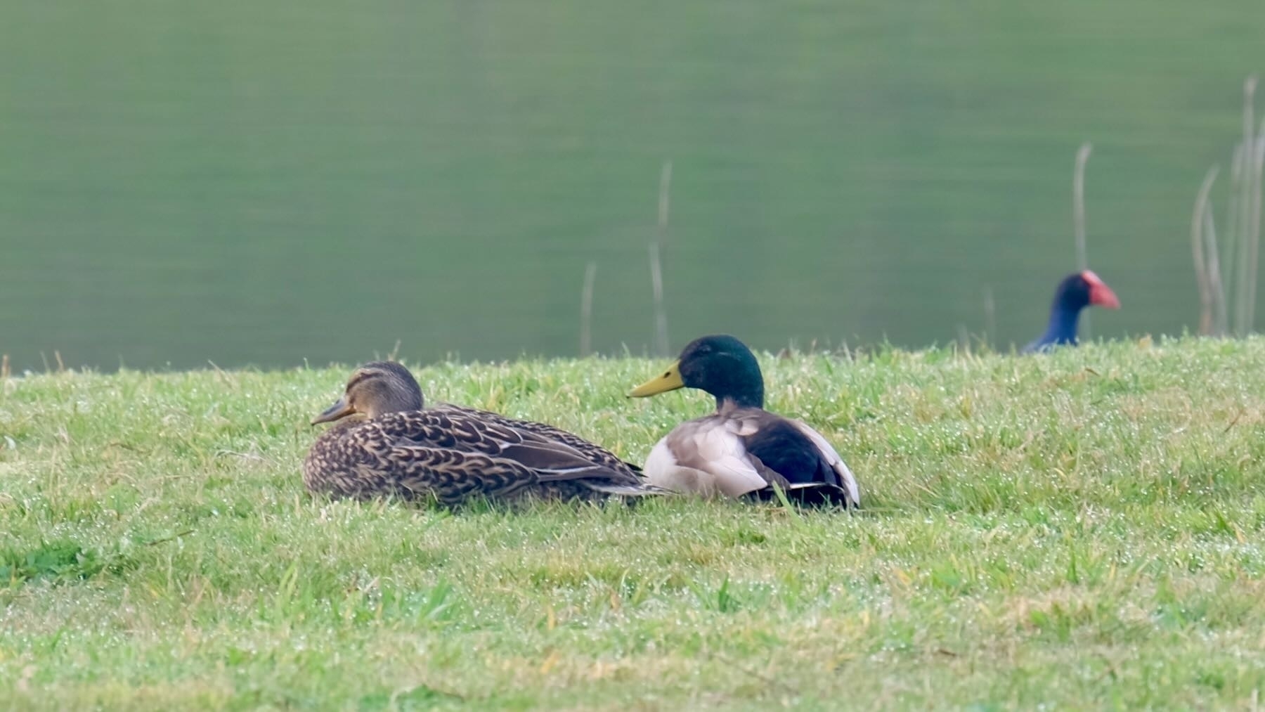 Medium size birds sitting on grass by a lake. One bird is brown, the other has a green head, yellow bill, pale body with dark areas. 