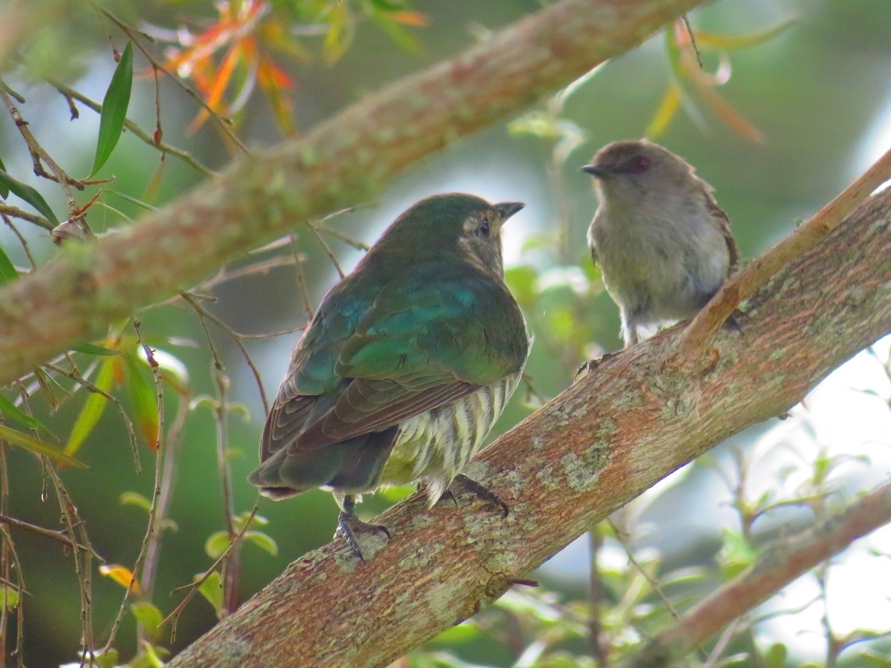 Bird with iridescent green back and striped belly next to what may be a Grey Warbler. Photo by Daniel Anderson. 