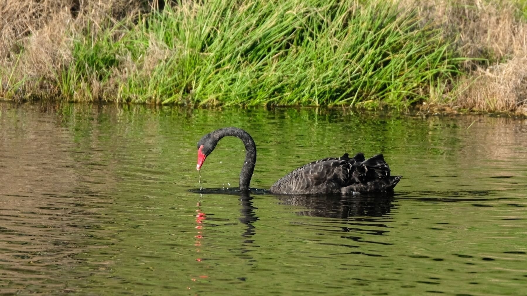 Black swan on the lake. 