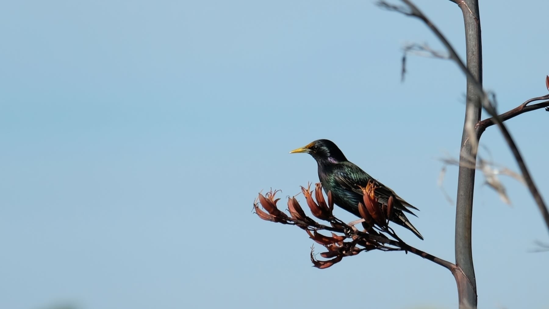 Starling on flax spear. 