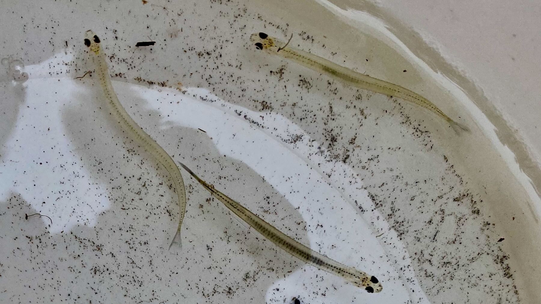 Closeup: Long thin transparent creatures with prominent black eyes, swimming in a bucket of water. 