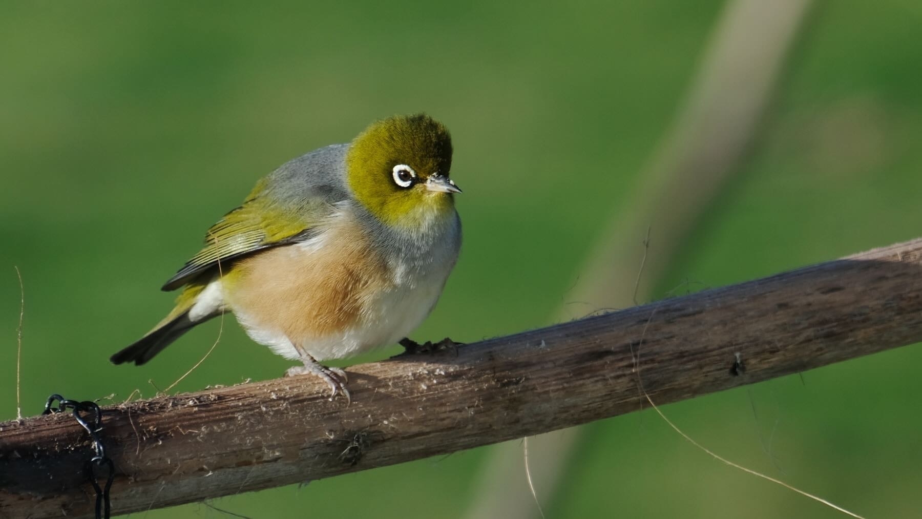 Tiny bird sitting on a horizontal flax spear. 