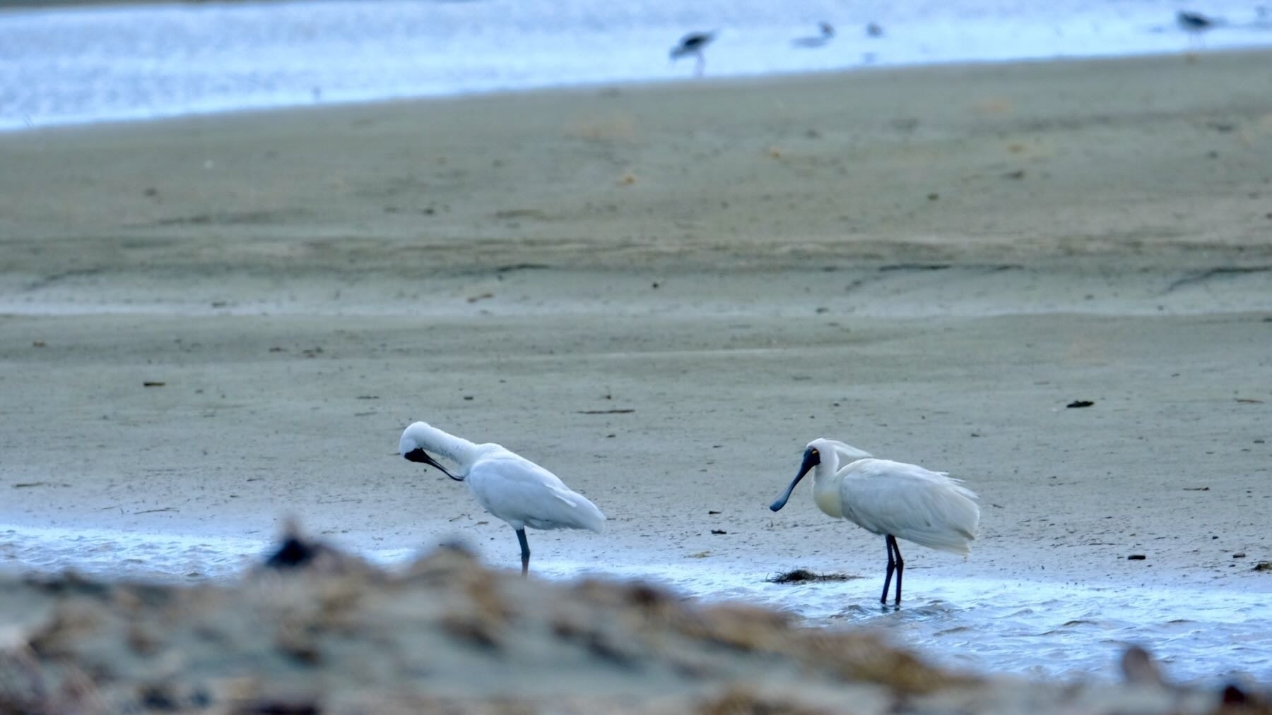 Two spoonbills on damp sand. 