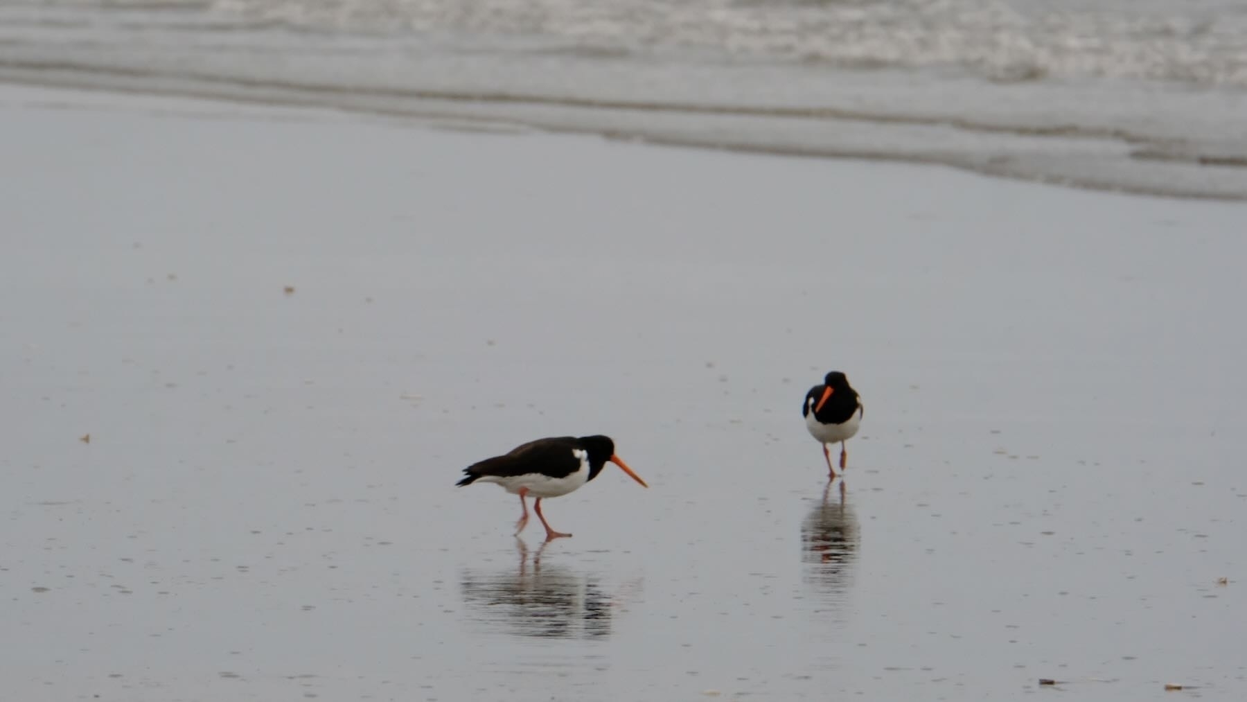 Two South island pied oystercatchers on damp sand at the edge of the sea. 