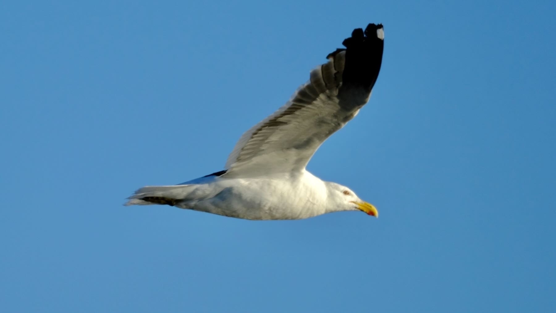 Black backed gull in flight with wings out. 