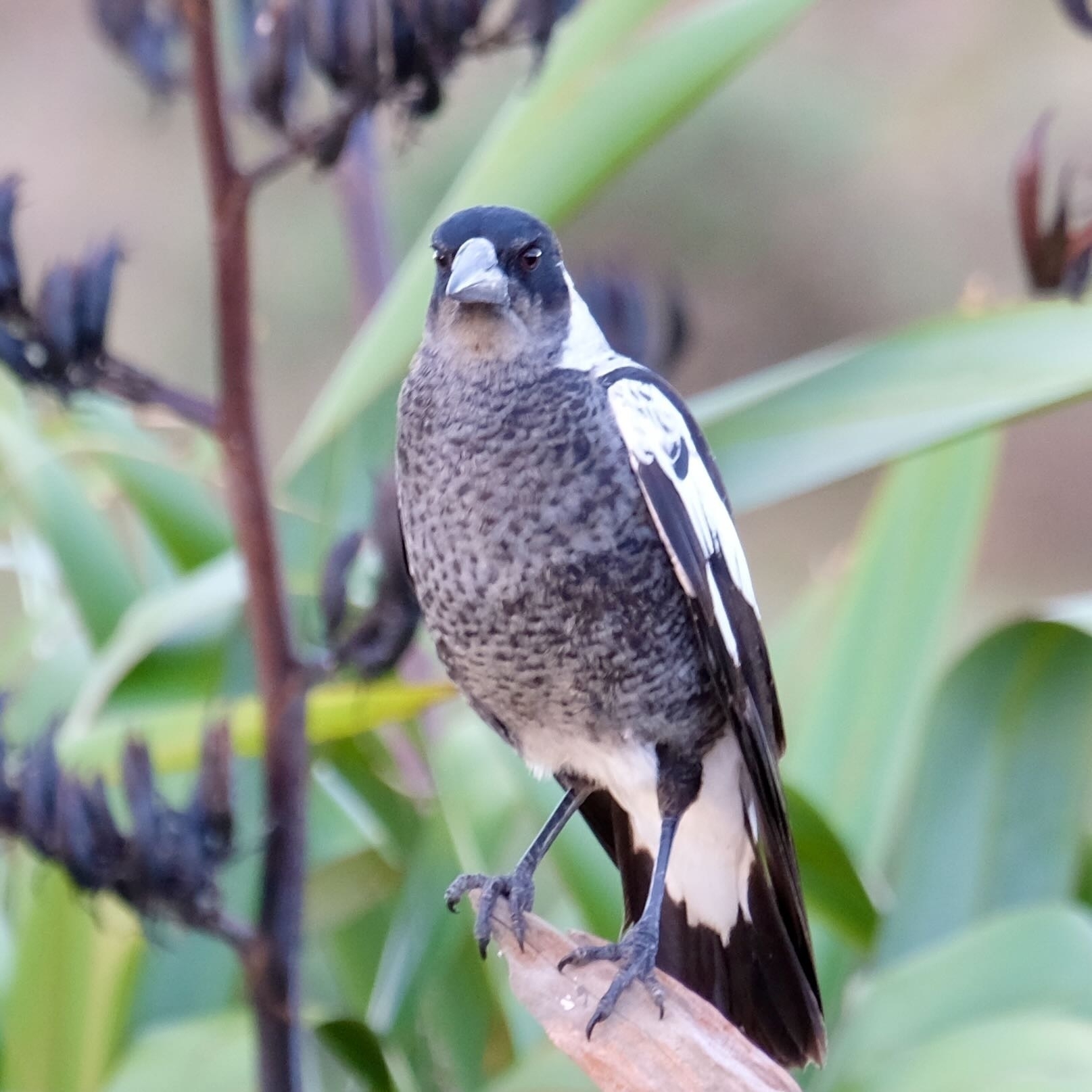 Magpie on a flax  spear. 