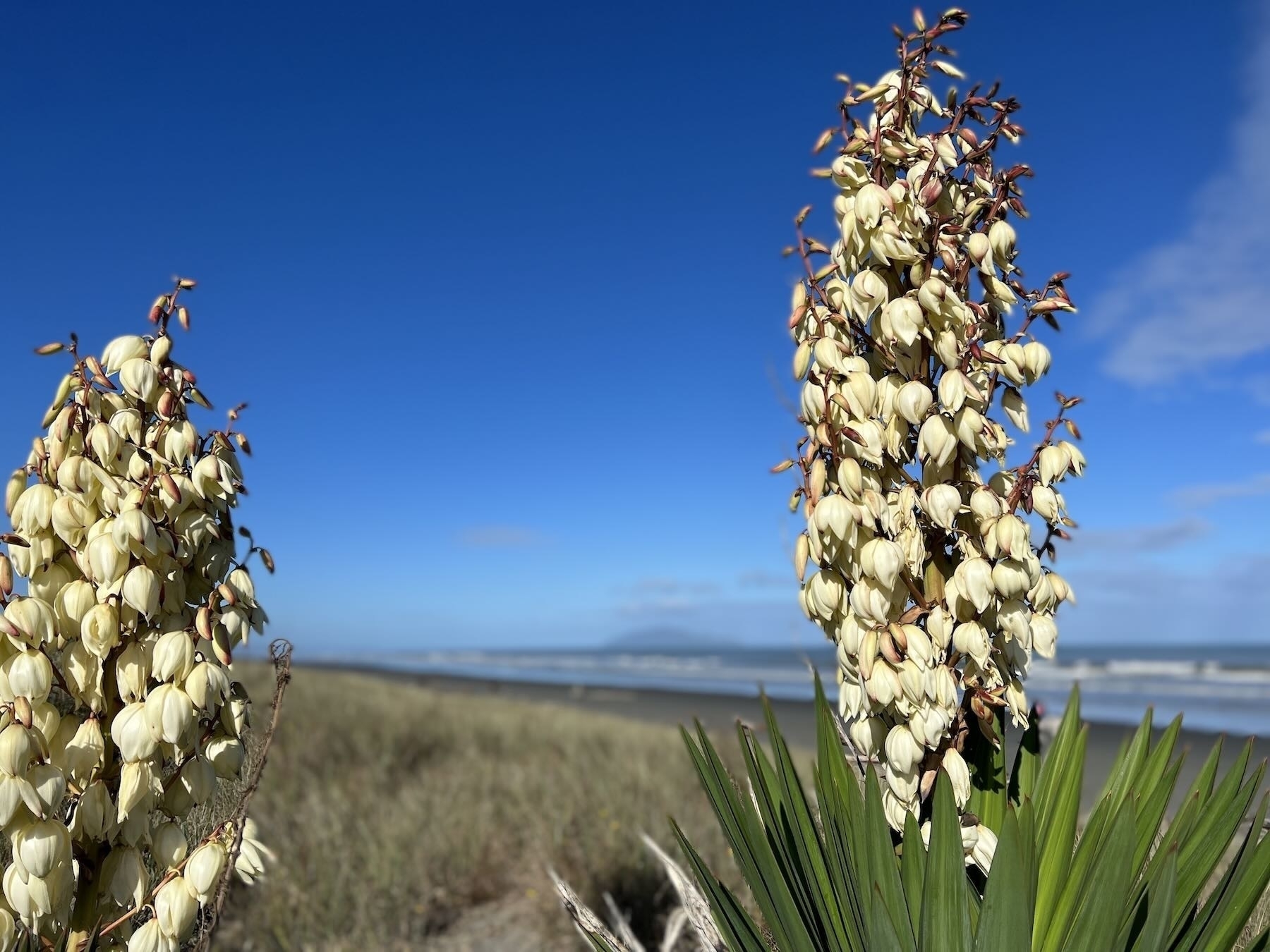 Yucca flowering in the dunes — closeup. 