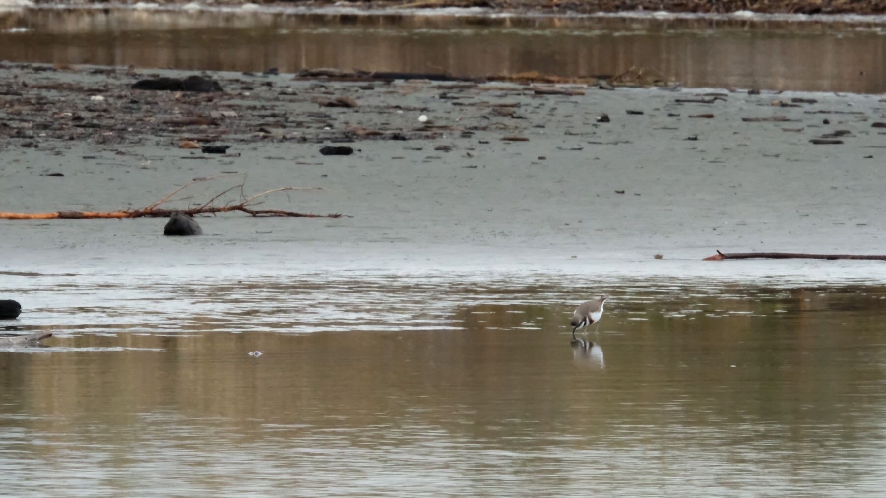 Dotterel reflected in water. 