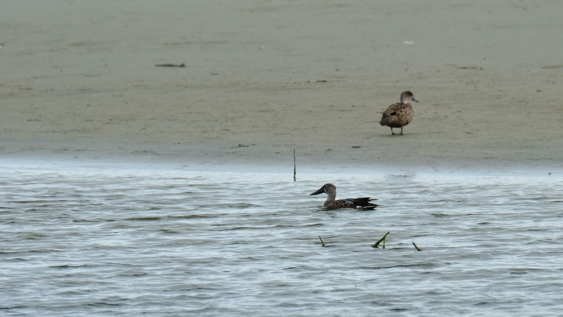 Duck and shoveler in the estuary. 
