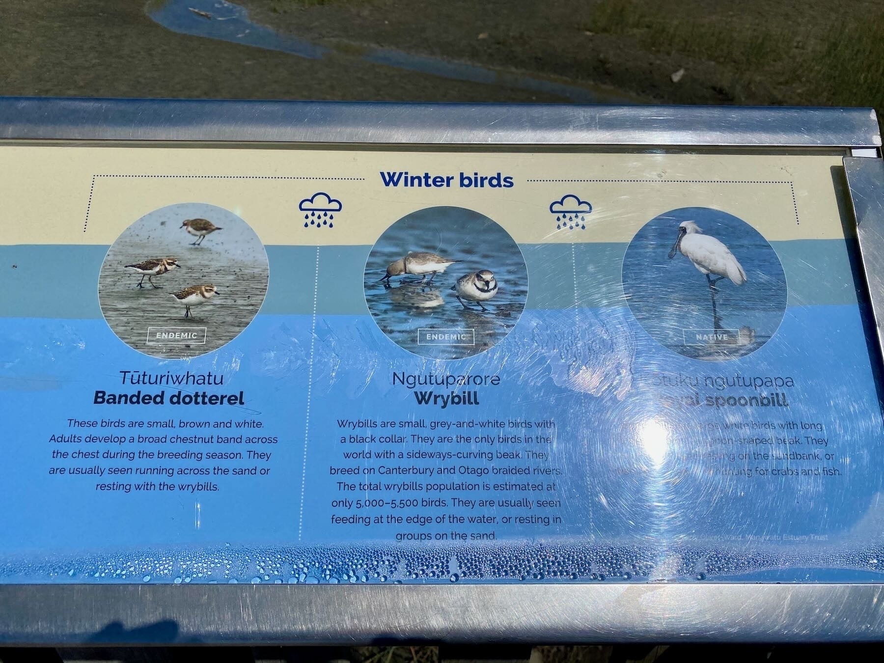 Information board at Foxton Estuary, showing Dotterel, Wrybill and Spoonbill. 