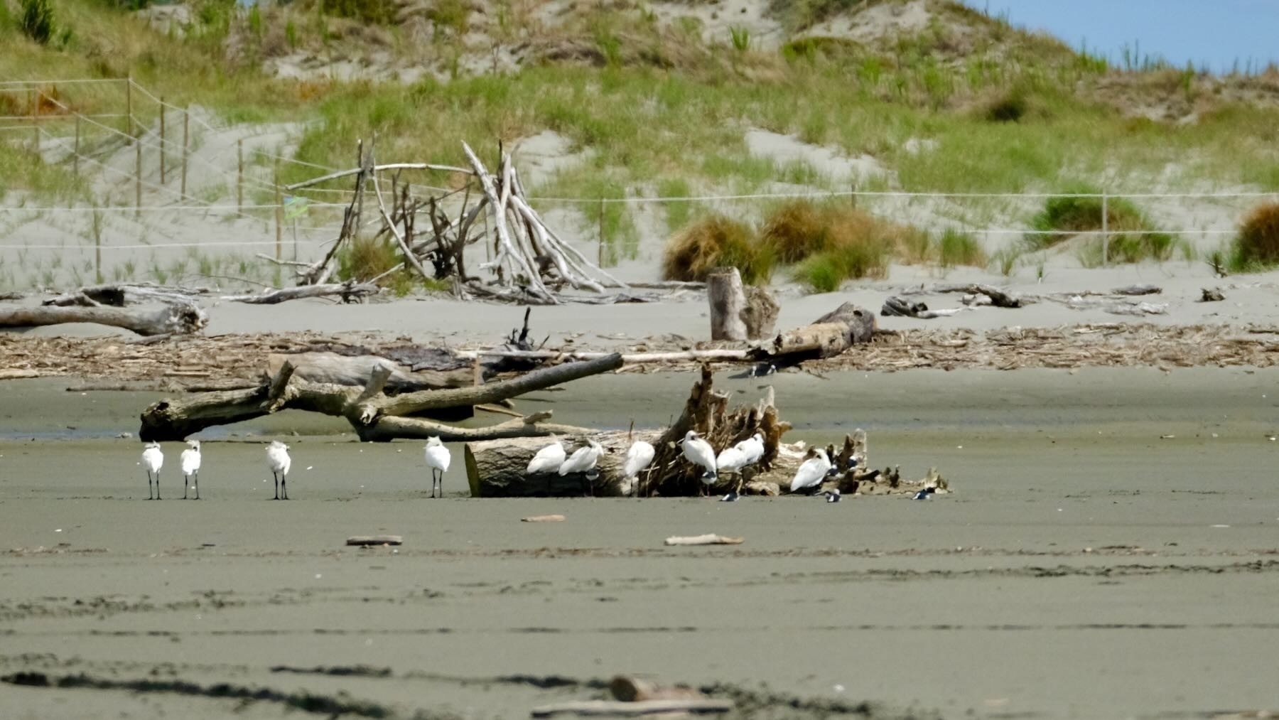 Flock of spoonbills sheltering behind driftwood. 