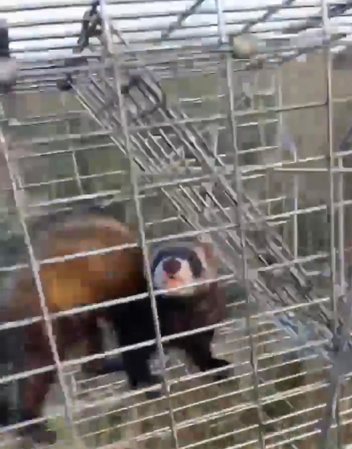Wider view of a Ferret in a cage. 
