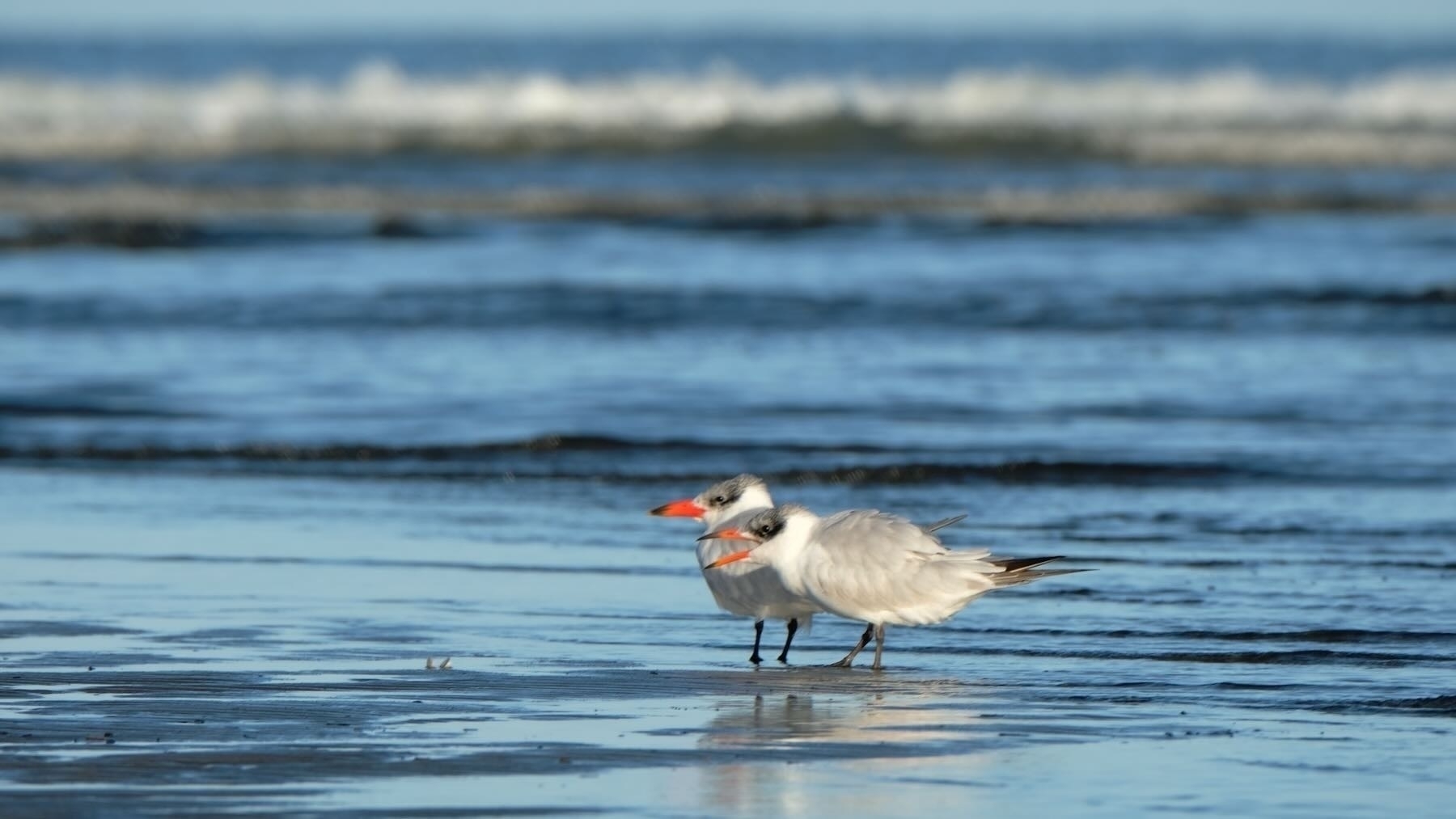Two Caspian terns on the beach with sea behind. 
