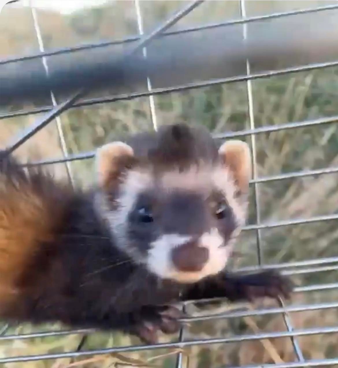 Ferret in a cage. 