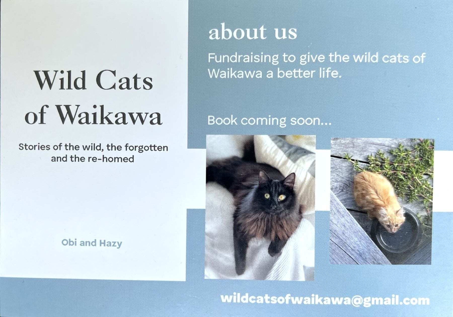 Wild Cats of Waikawa postcard. 