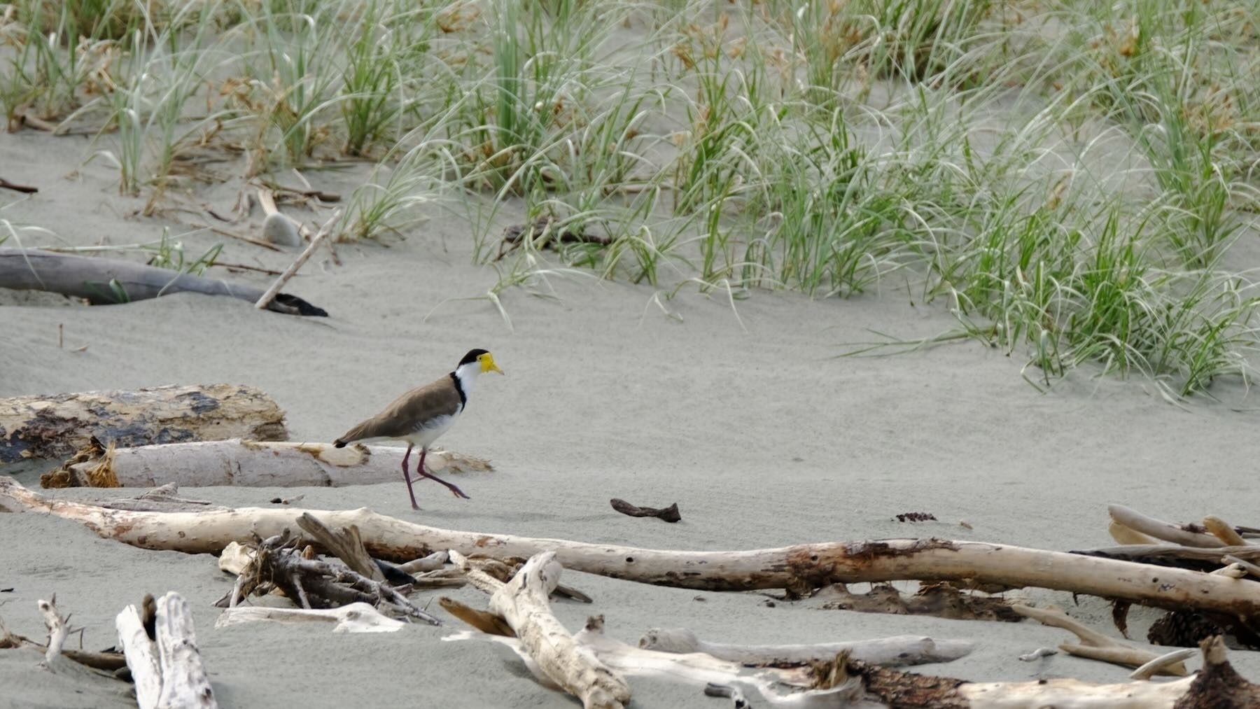 Medium sized bird with dark head and back, white underparts, amongst driftwood on sand near spinifex beach grasses. 