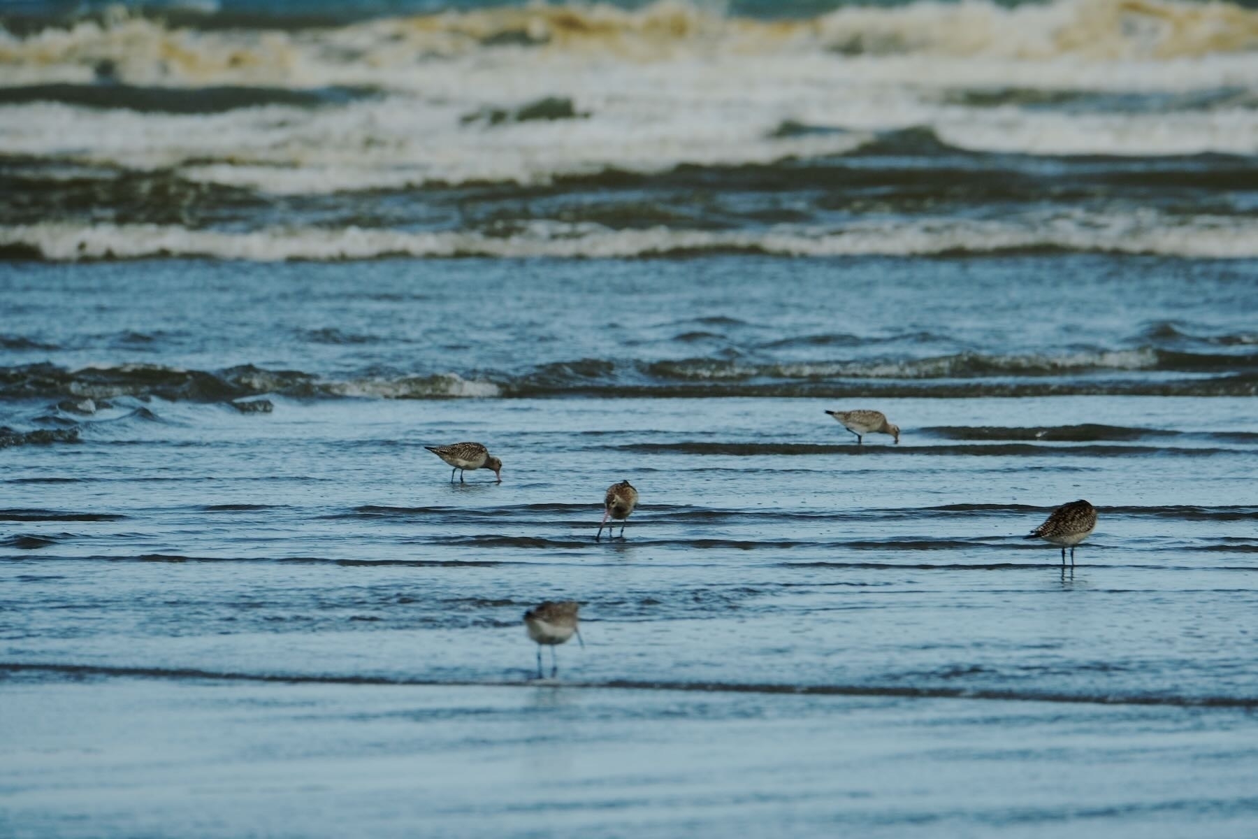 A few of the Godwits feeding at the river mouth. 