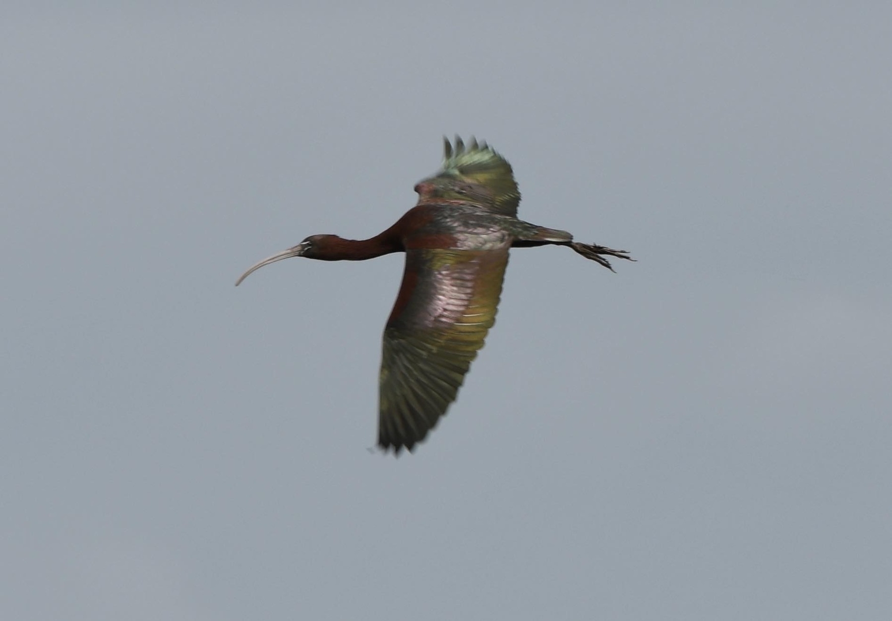 Glossy Ibis in flight. Photo by Kezna Cameron and used with permission.